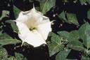 Datura arborea - a South American plant that is cultivated for its large fragrant trumpet-shaped flowers