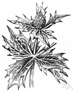 sea eryngium - European evergreen eryngo with twisted spiny leaves naturalized on United States east coast