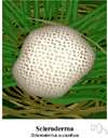 Scleroderma aurantium - an earthball fungus that is a dingy brownish yellow and a dark purplish interior