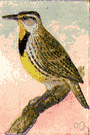meadowlark - North American songbirds having a yellow breast