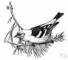 Piranga ludoviciana - of western North America