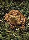 Bufo americanus - common toad of America
