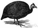 guinea fowl - a west African bird having dark plumage mottled with white