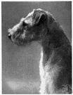 Lakeland terrier - breed of wire-haired terrier originally from the Lake District of England and used for hunting