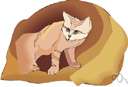 sand cat