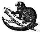 Adapid group - extinct small mostly diurnal lower primates that fed on leaves and fruit