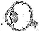 optic disk - the point where the optic nerve enters the retina