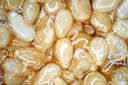 sesame seed - small oval seeds of the sesame plant