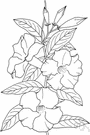 Mandevilla - genus of tropical South American tuberous perennial woody vines with large racemose flowers and milky sap