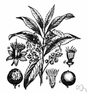 Elaeocarpus - type genus of the family Elaeocarpaceae