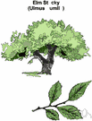 elm tree - any of various trees of the genus Ulmus: important timber or shade trees
