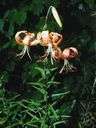 Michigan lily - lily of central North America having recurved orange-red flowers with deep crimson spots
