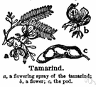 tamarind tree - long-lived tropical evergreen tree with a spreading crown and feathery evergreen foliage and fragrant flowers yielding hard yellowish wood and long pods with edible chocolate-colored acidic pulp