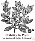 Ilex glabra - evergreen holly of eastern North America with oblong leathery leaves and small black berries