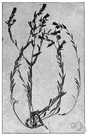 Lithospermum - annual or perennial herbaceous or shrubby plants