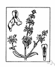 Salvia pratensis - tall perennial Old World salvia with violet-blue flowers
