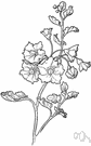 silver-leaved nettle - weedy nightshade with silvery foliage and violet or blue or white flowers