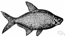 European bream - European freshwater fish having a flattened body and silvery scales