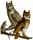 great horned owl - brown North American horned owl