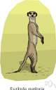 genus Suricata