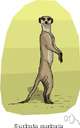 Suricata