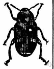 Bruchus pisorum - larvae live in and feed on seeds of the pea plant