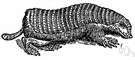 Pichiciago - very small Argentine armadillo with pale silky hair and pink plates on head and neck