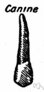 dogtooth - one of the four pointed conical teeth (two in each jaw) located between the incisors and the premolars