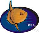 sunfish - the lean flesh of any of numerous American perch-like fishes of the family Centrarchidae