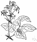 traveler's joy - vigorous deciduous climber of Europe to Afghanistan and Lebanon having panicles of fragrant green-white flowers in summer and autumn