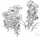 rose moss - widely cultivated in many varieties for its fleshy moss-like foliage and profusion of brightly colored flowers