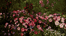 candytuft - any of various flowering plants of the genus Iberis cultivated for their showy clusters of white to red or purple flowers