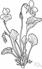 striped violet - leafy-stemmed violet of eastern North America having large white or creamy flowers faintly marked with purple