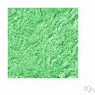 Windsor green - a light chrome green pigment