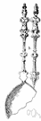 German silver - a silver-white alloy containing copper and zinc and nickel