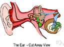 otic - of or relating to near the ear