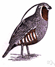 mountain partridge - California partridge