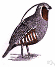 Oreortyx picta palmeri - California partridge