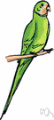Psittacula - a genus of Psittacidae
