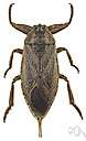 Belostomatidae - water bugs
