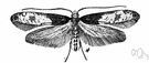 tapestry moth - larvae feed on carpets and other woolens