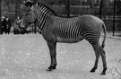 grevy's zebra - zebra with less continuous stripes