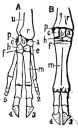order Artiodactyla - an order of hooved mammals of the subclass Eutheria (including pigs and peccaries and hippopotami and members of the suborder Ruminantia) having an even number of functional toes