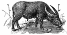 Indian buffalo - upland buffalo of eastern Asia where true water buffaloes do not thrive