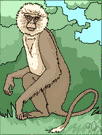 order Primates - an animal order including lemurs and tarsiers and monkeys and apes and human beings
