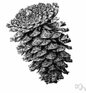 Pinus ponderosa - common and widely distributed tall timber pine of western North America having dark green needles in bunches of 2 to 5 and thick bark with dark brown plates when mature