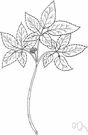 American ginseng - North American woodland herb similar to and used as substitute for the Chinese ginseng