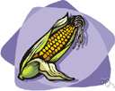 genus Zea - corn
