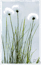 cotton grass - any sedge of the genus Eriophorum