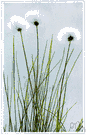 cotton rush - any sedge of the genus Eriophorum